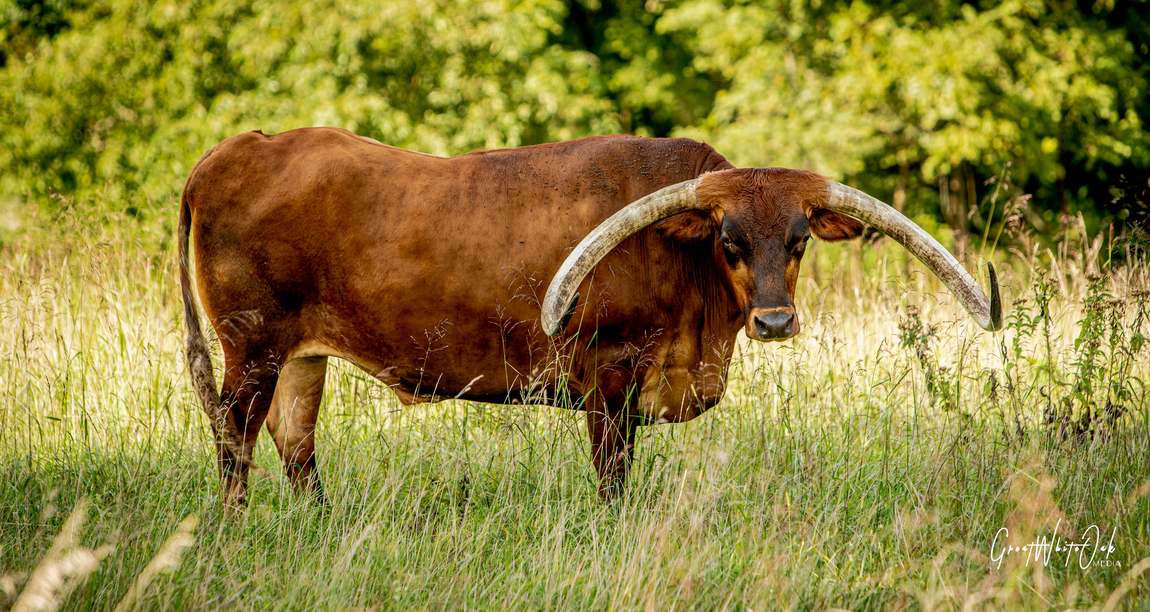 Longhorn, tall grass