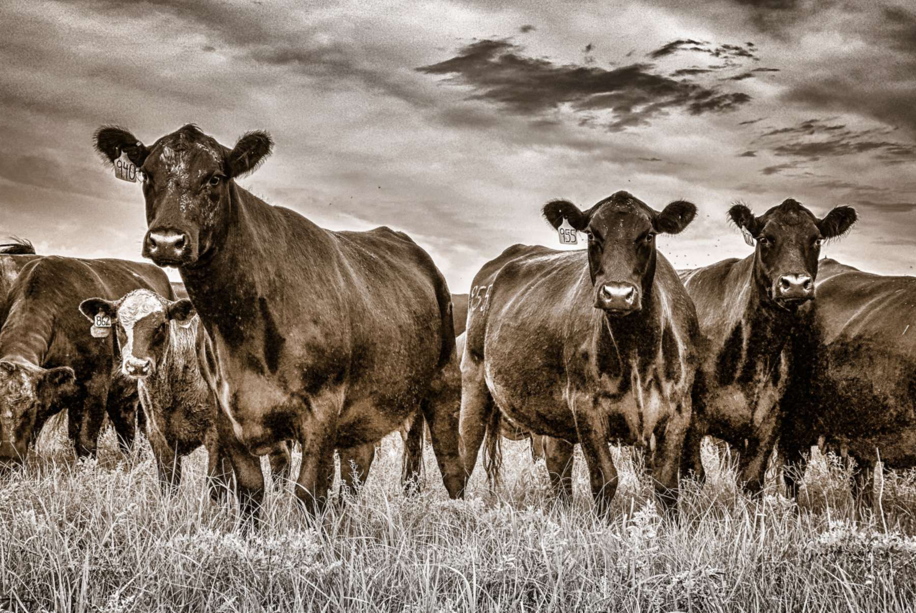 Angus cattle and calves in tall grass in the Flint Hills, looking back at the camera